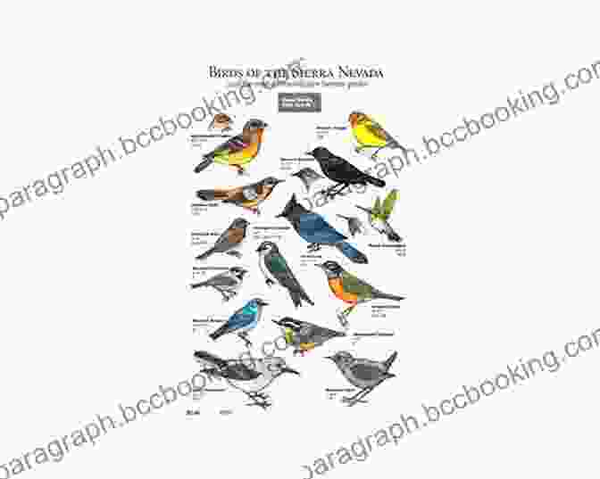A Colorful Collage Of Sierra Nevada Birds, Including The Majestic Bald Eagle, Playful Spotted Towhee, And Brilliant Mountain Bluebird. Sierra Birds: A Hiker S Guide