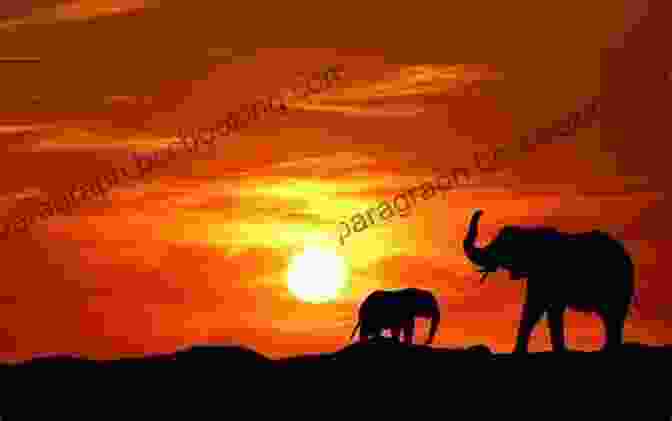 A Family Of Elephants Silhouetted Against A Sunset National Geographic Readers: Elephants Uncle Amon