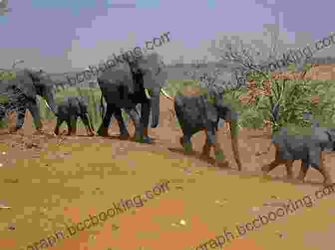 A Family Of Elephants Walking Through The African Savanna National Geographic Readers: Elephants Uncle Amon
