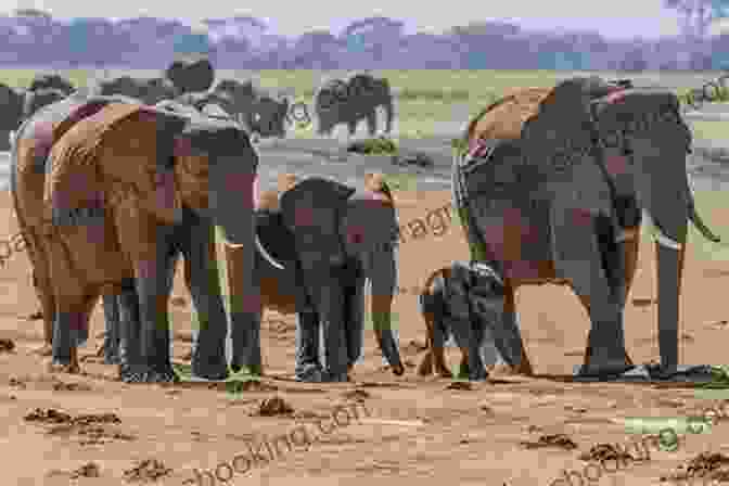 A Herd Of Elephants Interacting In A Lush Savanna, Showcasing Social Behavior Show How Guides: Drawing Animals: The 7 Essential Techniques 19 Adorable Animals Everyone Should Know
