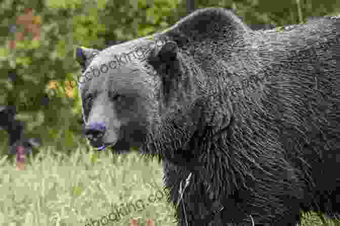 A Majestic Grizzly Bear Roaming The Wilderness Of Yoho National Park The Canadian Rockies: Yoho Kootenay National Parks