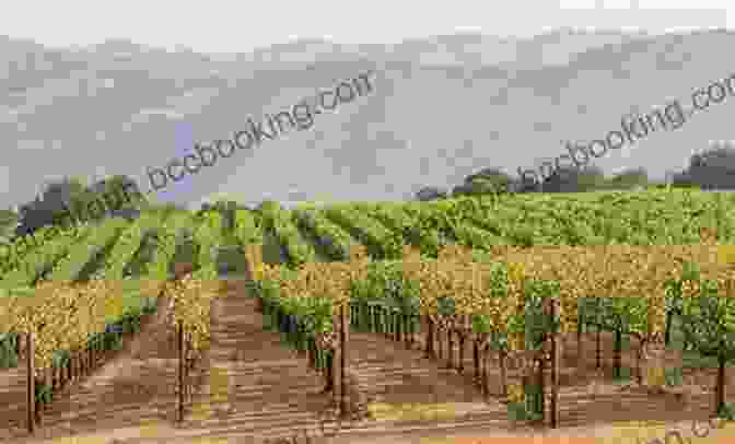 A Picturesque View Of A Vineyard In Ensenada Ensenada Wine Tour Joseph Toone