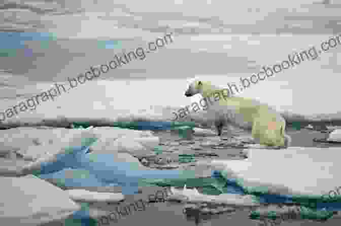 A Polar Bear On An Ice Floe In The Arctic Worldwide Adventures By Boat And Ship: Europe Arctic North America Oceania Australia And Antarctica