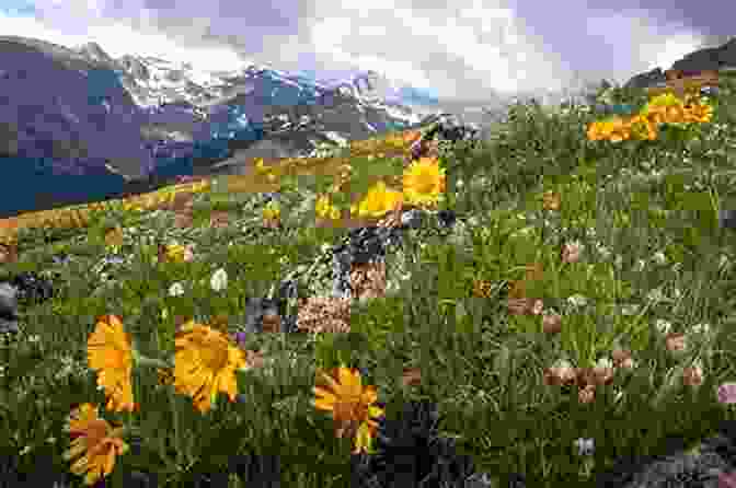 A Young Woman Walking Down A Path Surrounded By Wildflowers, With Mountains In The Background Mind Over Matter: Hard Won Battles On The Path To Hope