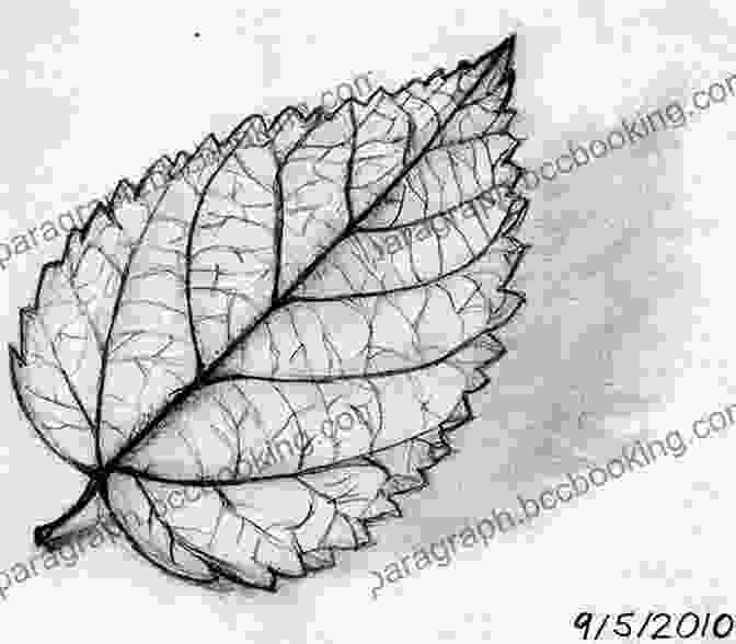 Detailed Pencil Sketch Of A Leaf, Capturing Its Veins And Textures The Laws Guide To Nature Drawing And Journaling