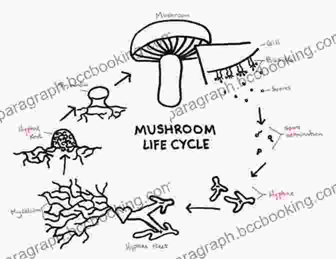Diagram Illustrating The Life Cycle Of A Mushroom, From Spore To Mycelium To Fruiting Body. What A Mushroom Lives For: Matsutake And The Worlds They Make