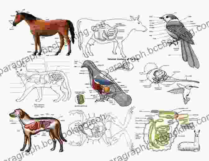 Diagram Of Animal Anatomy Animals Drawing And Sketch