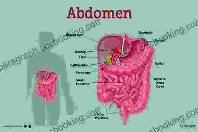 Diagram Of The Abdominal Anatomy The Concise Surgery Review Manual For The ABSITE Boards: 2nd Edition