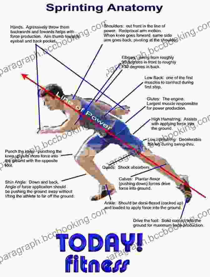 Diagram Of The Anatomy Involved In Running A Joosr Guide To Ready To Run By Kelly Starrett: Unlocking Your Potential To Run Naturally