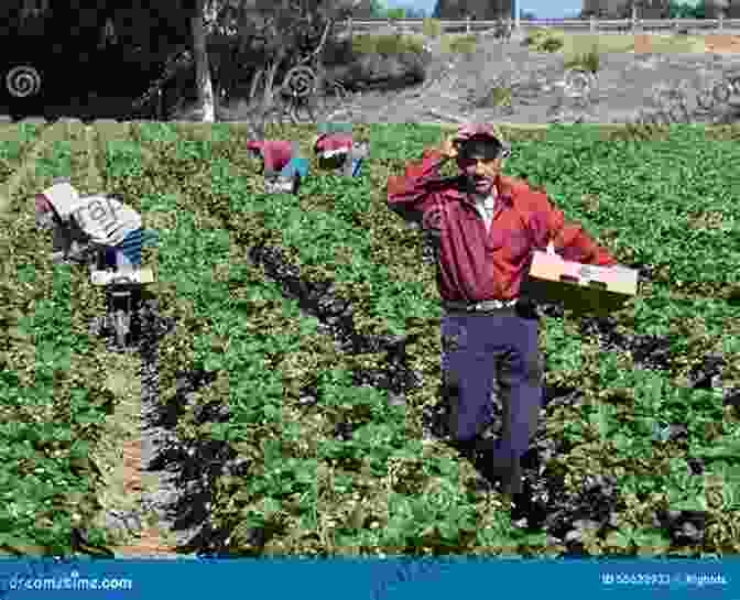 Farm Workers Harvesting Fresh Produce In California Inside The California Food Revolution: Thirty Years That Changed Our Culinary Consciousness (California Studies In Food And Culture 44)