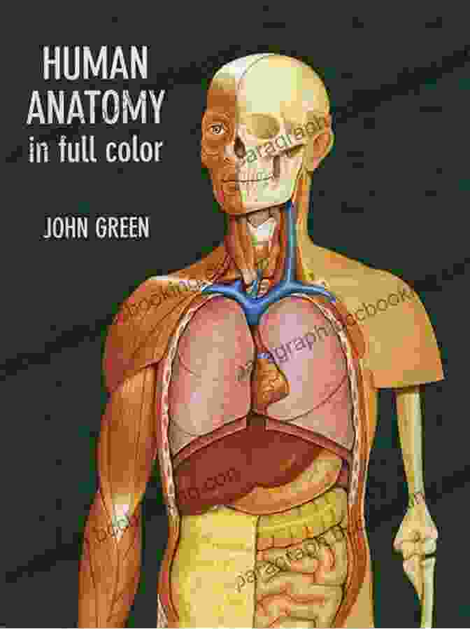 Human Anatomy Illustration The Unseen Body: A Doctor S Journey Through The Hidden Wonders Of Human Anatomy