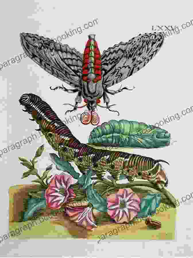 Illustration Of A Caterpillar Undergoing Metamorphosis, Showcasing Maria Merian's Detailed Scientific Observations The Girl Who Drew Butterflies: How Maria Merian S Art Changed Science