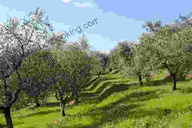 Image Of An Olive Grove In Tuscany, Italy, With Rows Of Trees And A Backdrop Of Rolling Hills Visit Italy With Gabrielle Volume 2