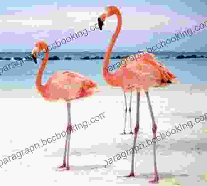 Inagua's Iconic Pink Flamingos The Island Hopping Digital Guide To The Southern Bahamas Part IV Mayaguana To Inagua: Including Mayaguana Great Inagua Little Inagua And The Hogsty Reef