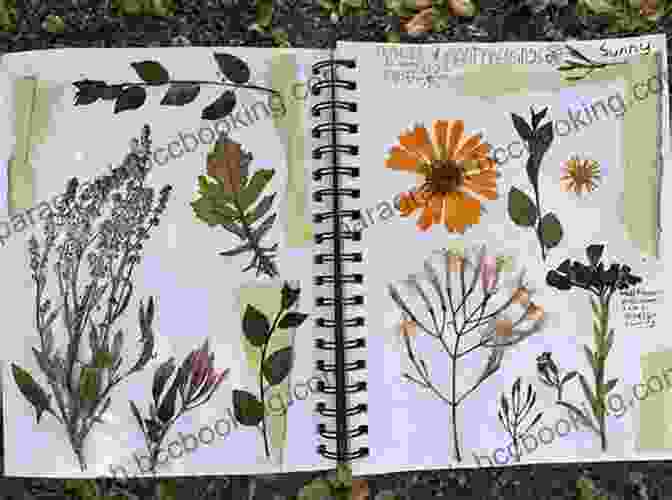Open Nature Journal With Handwritten Notes, Sketches, And Pressed Flowers The Laws Guide To Nature Drawing And Journaling