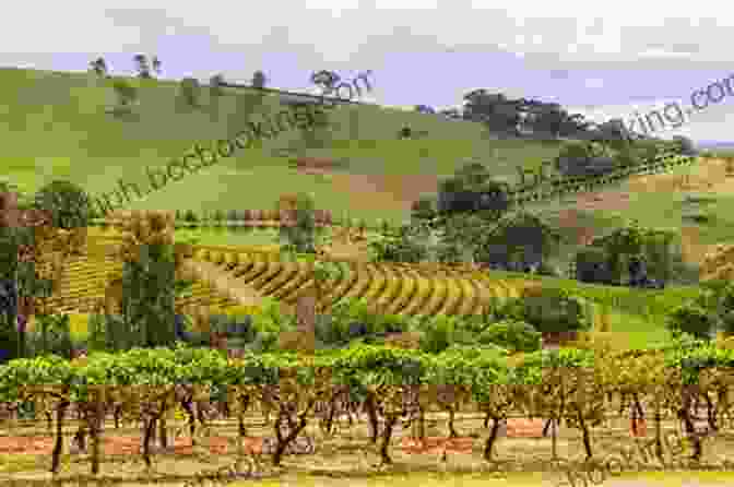 Panoramic View Of The Picturesque Vineyards That Adorn The Rolling Hills Of Stanthorpe Queensland Stanthorpe Queensland Australia Katja Pantzar