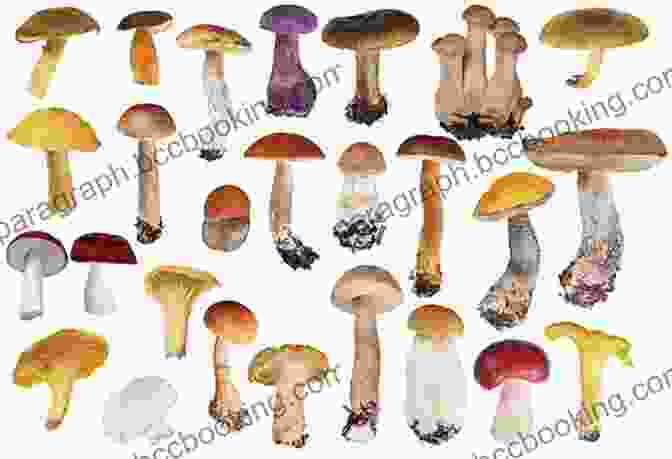 Photo Of Various Medicinal Mushrooms, Showcasing Their Traditional And Modern Medicinal Applications. What A Mushroom Lives For: Matsutake And The Worlds They Make