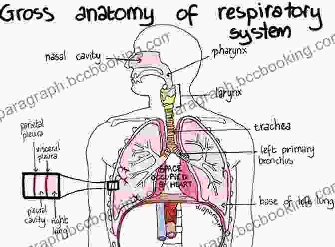 Respiratory System Illustration The Unseen Body: A Doctor S Journey Through The Hidden Wonders Of Human Anatomy
