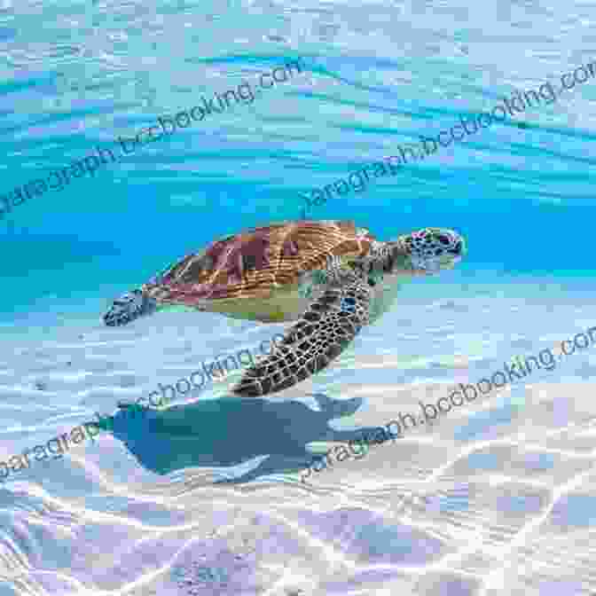 Sea Turtle Swimming In Ocean National Geographic Readers: Reptiles (L1/Co Reader)