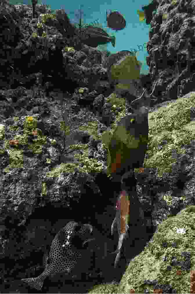 Statia: The Underwater Paradise The Island Hopping Digital Guide To The Leeward Islands Part II Saba To Montserrat: Including Saba St Eustatia (Statia) St Christopher (St Kitts) The Kingdom Of Redonda And Montserrat