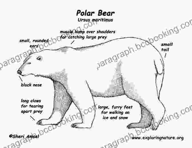 Step 1: Outline The Overall Shape Of The Polar Bear. How To Draw: Polar Animals: In Simple Steps