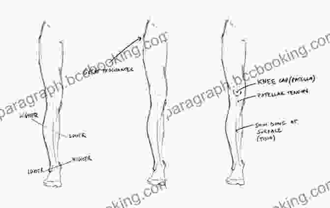 Step 3: Draw The Front Legs And Feet, Capturing Their Powerful Stance. How To Draw: Polar Animals: In Simple Steps
