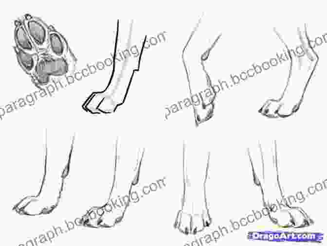 Step 3: Draw The Legs And Paws. How To Draw: Polar Animals: In Simple Steps