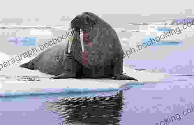 Step 4: Refine The Details And Capture The Walrus's Massive Presence. How To Draw: Polar Animals: In Simple Steps