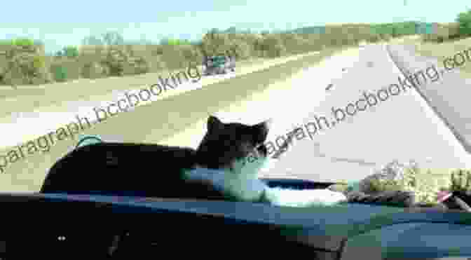 Trucker And His Cat Driving On The Road Spirit Of The Road: The Life Of An American Trucker And His Cat