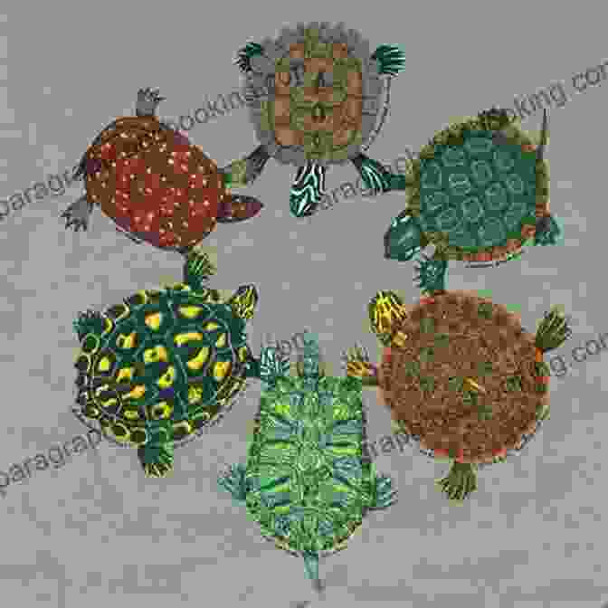 Turtle And Circle Book Cover, Featuring Turtle And Circle On A Whimsical Adventure Turtle And A Circle Theresa Brown