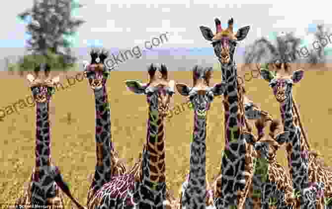 Very Tall Tale Book Cover: A Group Of Children Looking Up At A Giant Giraffe Paul Bunyan: A Very Tall Tale: A Very Tall Tale (Upper Emergent) (Fiction Readers)